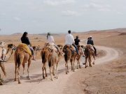 Atlas Mountain And Lunch In Agafay Desert With Camels