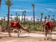 Camel Ride in the Palmeraie