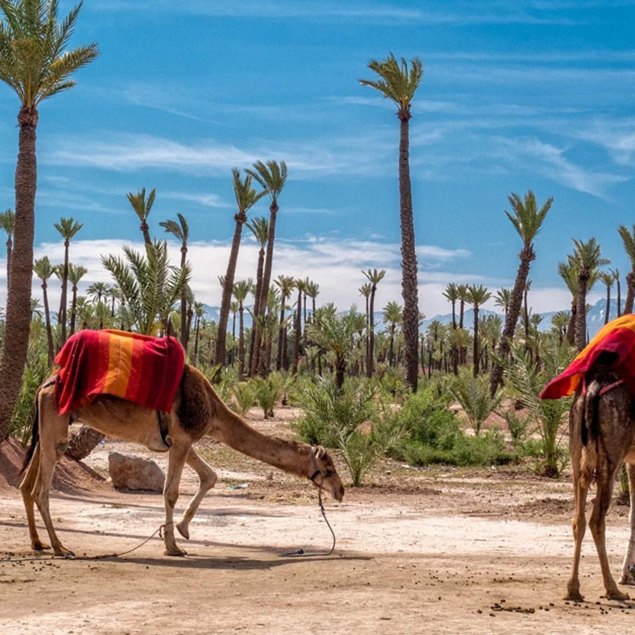 Camel Ride in the Palmeraie