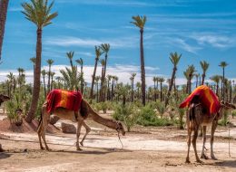 Camel Ride in the Palmeraie