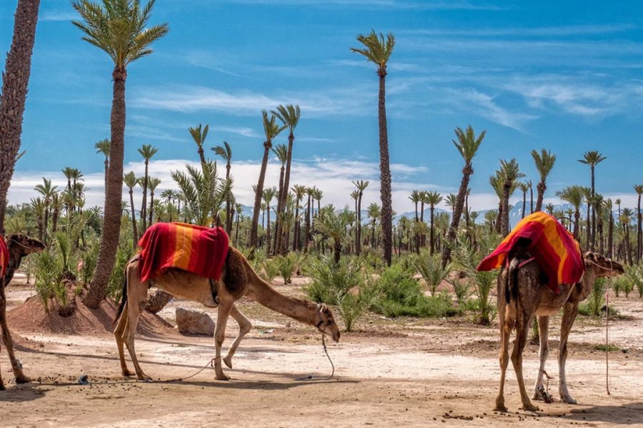 Camel Ride in the Palmeraie