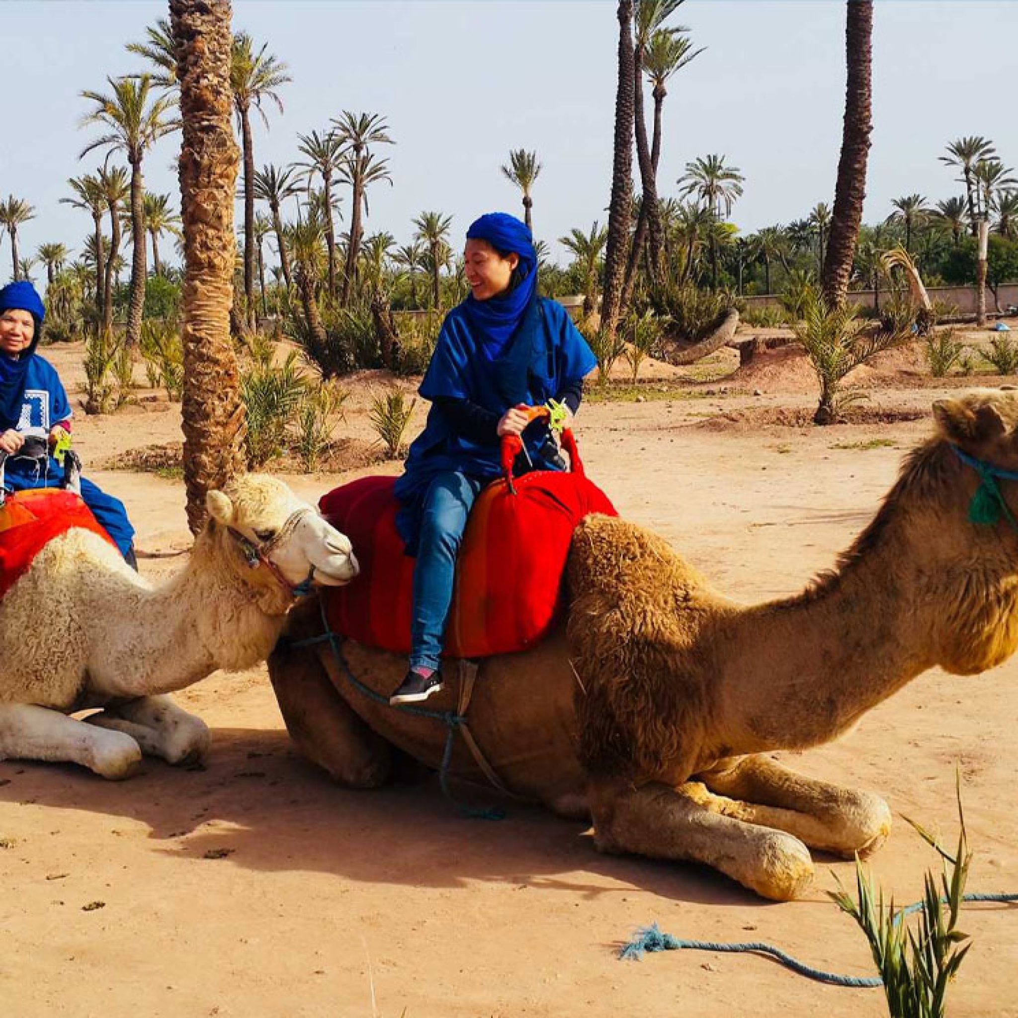 Camel Ride in the Palmeraie